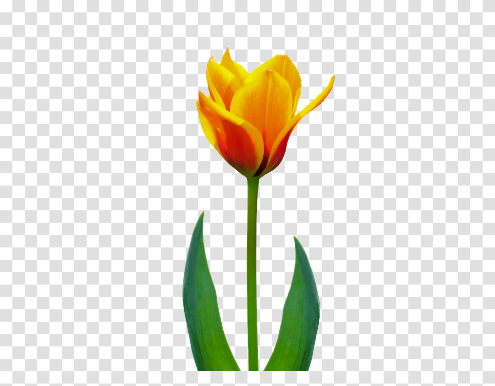 Nature 960, Flower, Plant, Blossom, Tulip Transparent Png