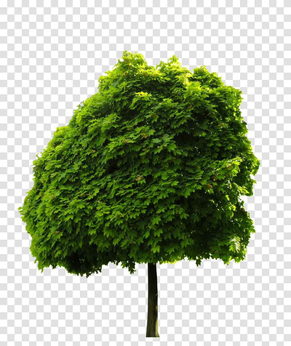 Nature Tree, Plant, Maple, Oak Transparent Png