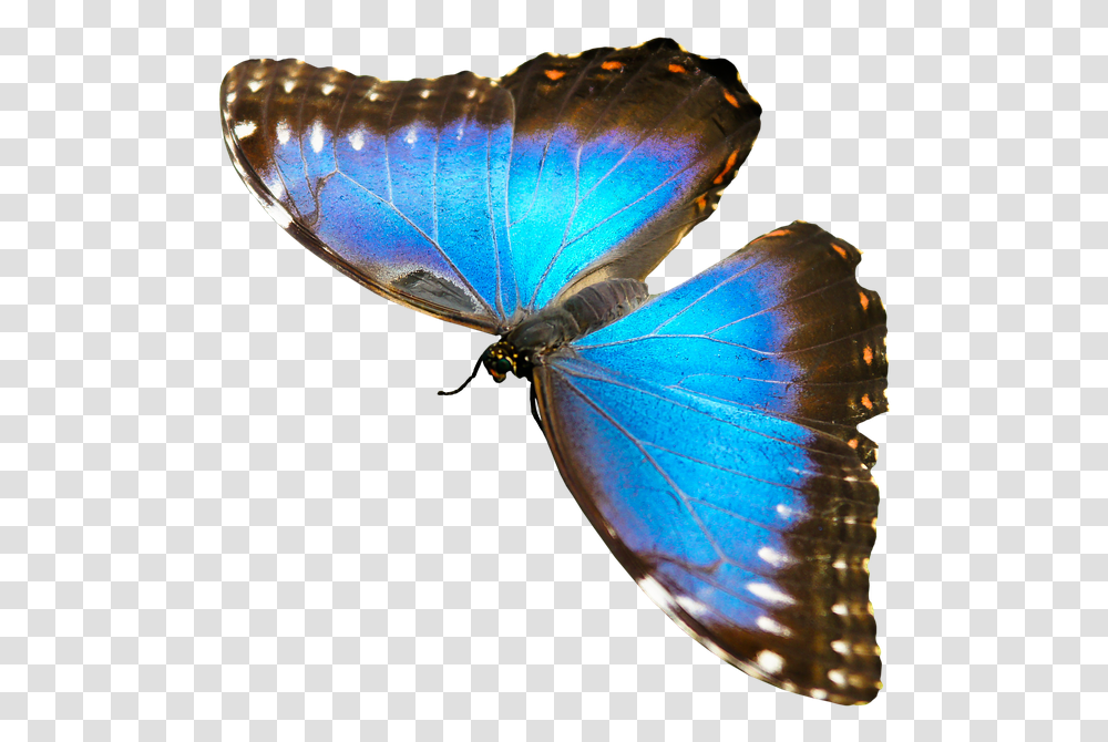 Nature Animals Butterfly Insect Fly Wing Probe Butterfly Animals That Fly, Invertebrate Transparent Png