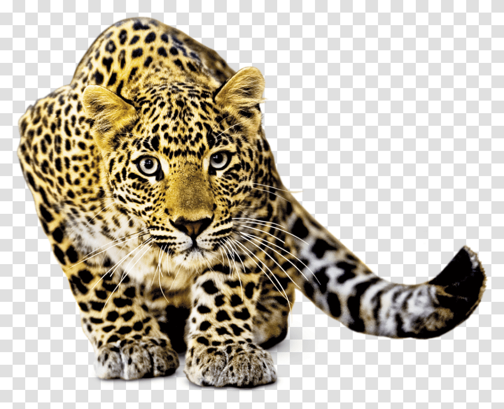 Nature Animals & Free Animalspng Rain Forest Animals, Panther, Wildlife, Mammal, Leopard Transparent Png