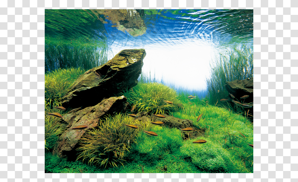 Nature Aquarium Amano, Vegetation, Plant, Grass, Outdoors Transparent Png