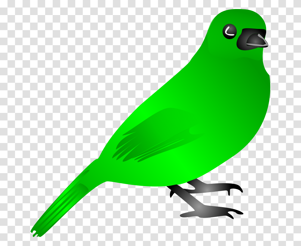 Nature, Bird, Animal, Finch Transparent Png