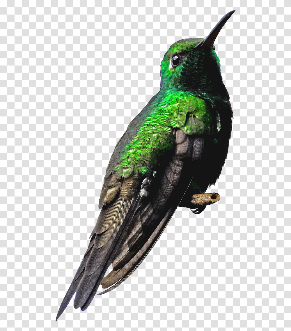 Nature Bird, Animal, Hummingbird, Peacock Transparent Png