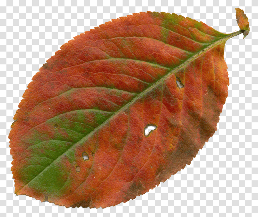 Nature Clipart, Veins, Leaf, Plant, Rug Transparent Png