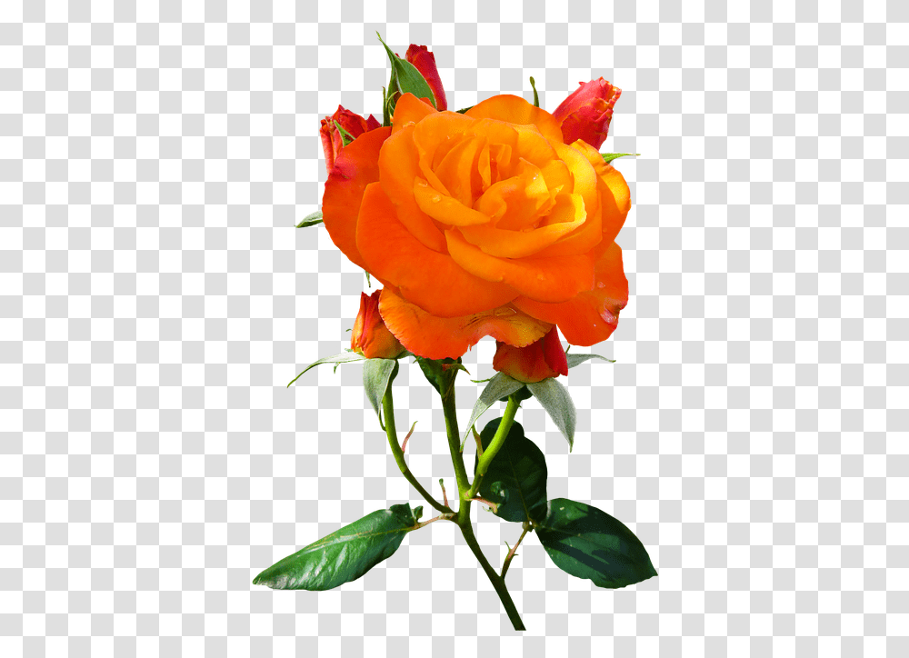 Nature Flower Rose Blossom Bloom Isolated Orange Rosas De Color Naranja, Plant, Petal, Flower Arrangement Transparent Png