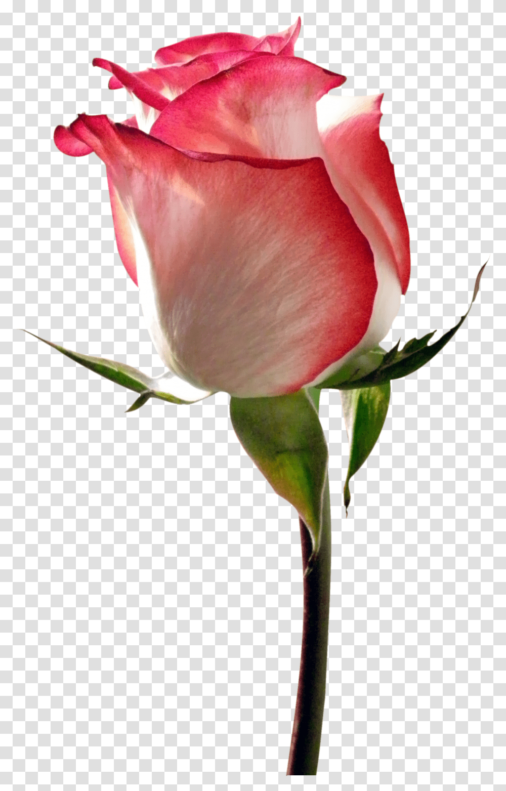 Nature Full Size Format, Rose, Flower, Plant, Blossom Transparent Png