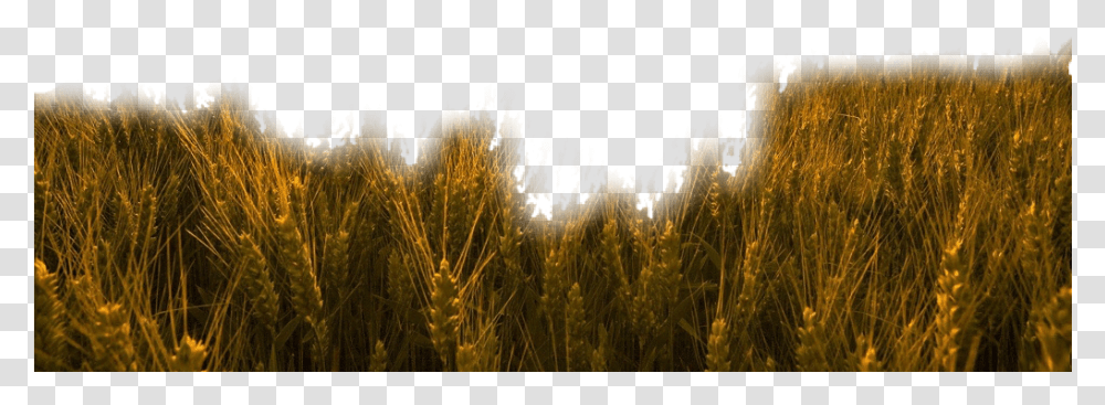 Nature Grass Wheat Trigo Field Freetoedit Buday Tarlas, Plant, Produce, Food, Grain Transparent Png