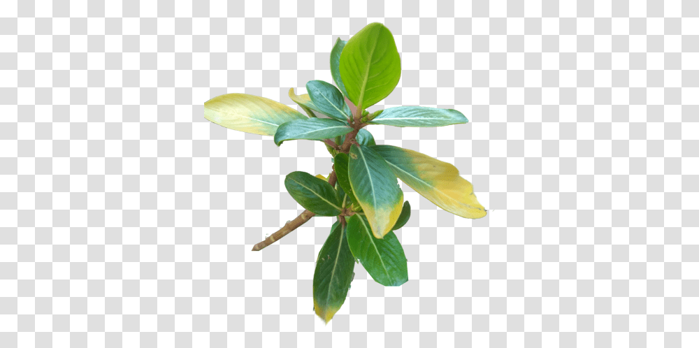 Nature Heartpngcom, Leaf, Plant, Acanthaceae, Flower Transparent Png