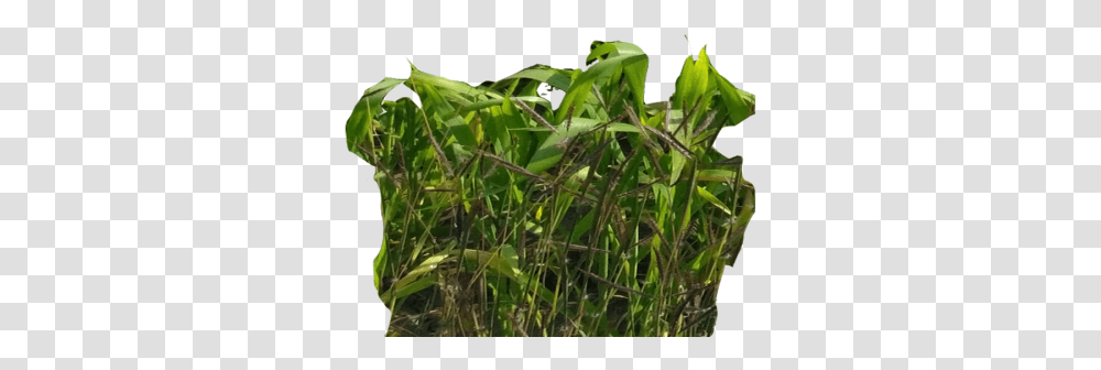 Nature Heartpngcom, Plant, Vegetation, Grass, Flower Transparent Png