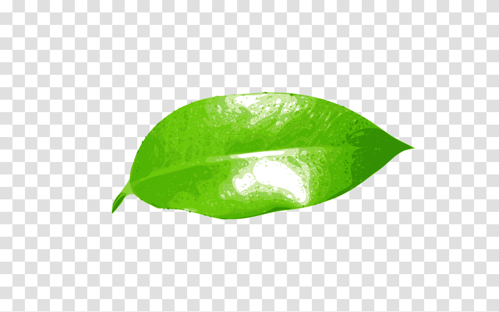 Nature, Leaf, Plant, Aloe Transparent Png