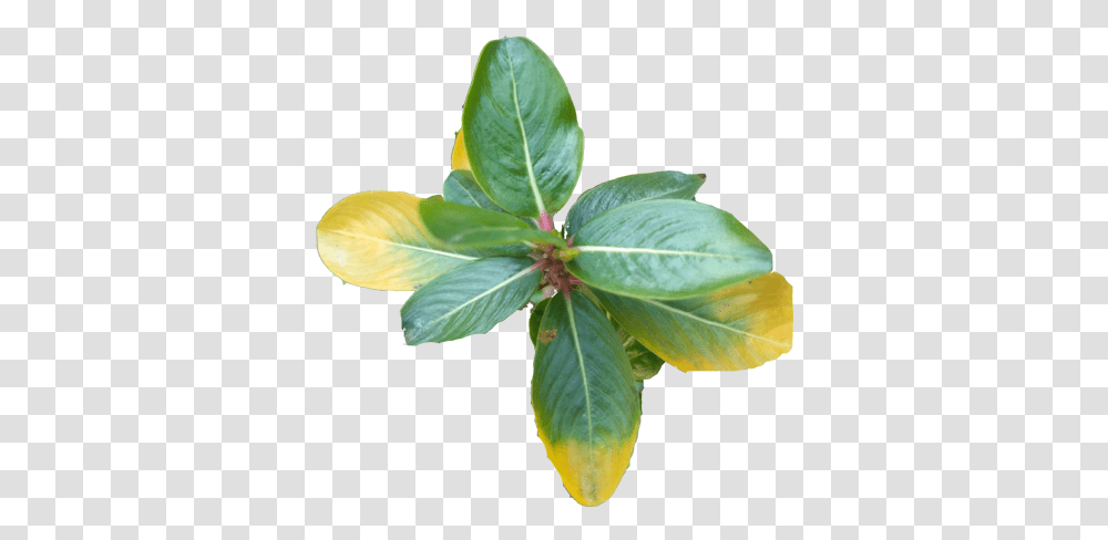 Nature, Leaf, Plant, Flower, Potted Plant Transparent Png