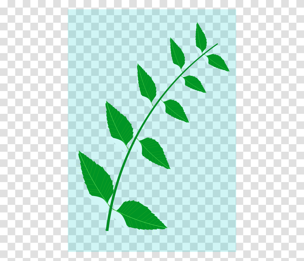 Nature, Leaf, Plant, Green Transparent Png