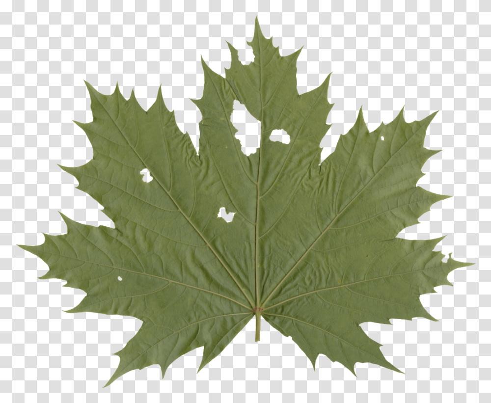 Nature Leaves Illustration, Leaf, Plant, Tree, Maple Leaf Transparent Png