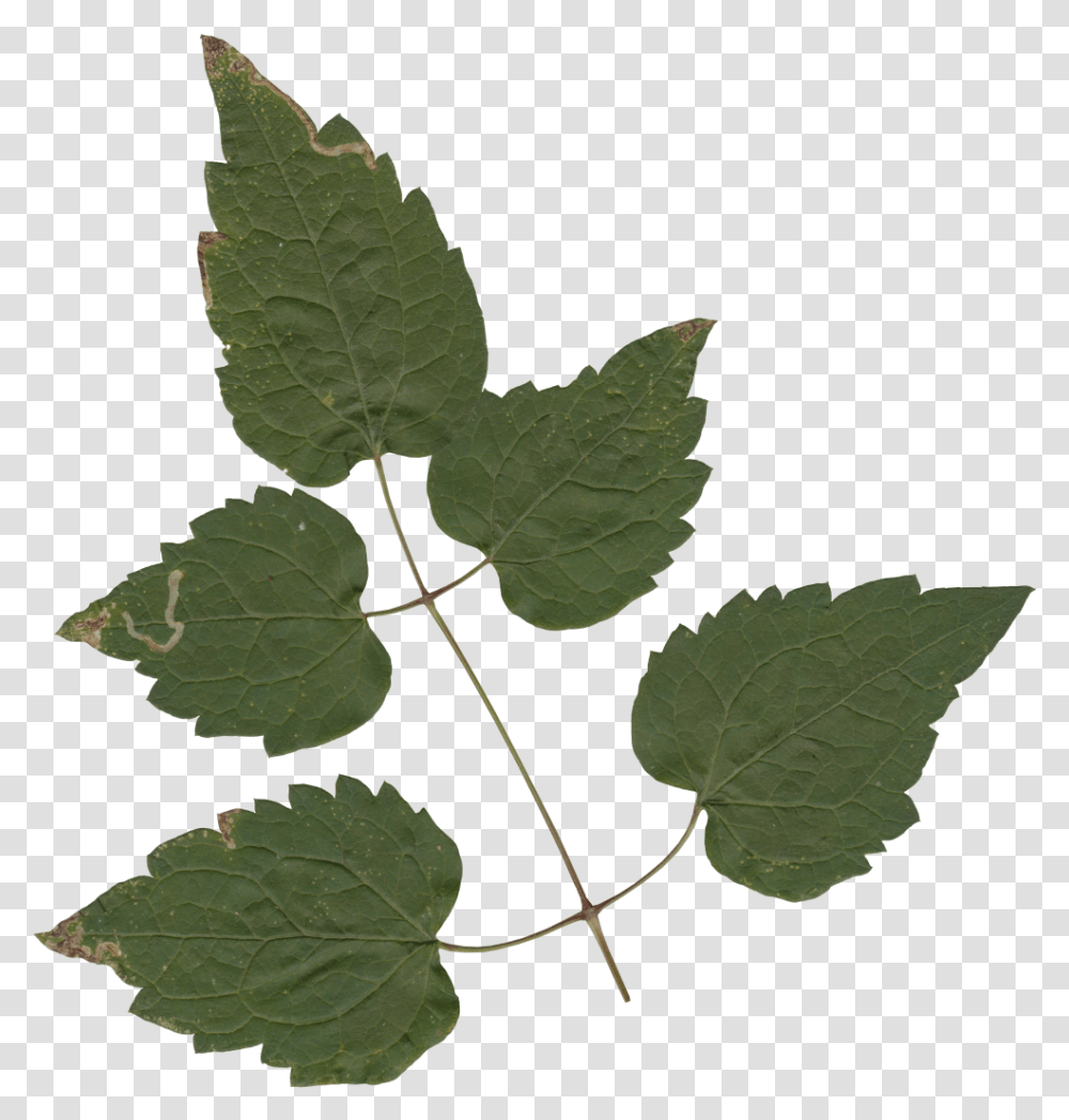 Nature Leaves Maple, Leaf, Plant, Veins, Green Transparent Png