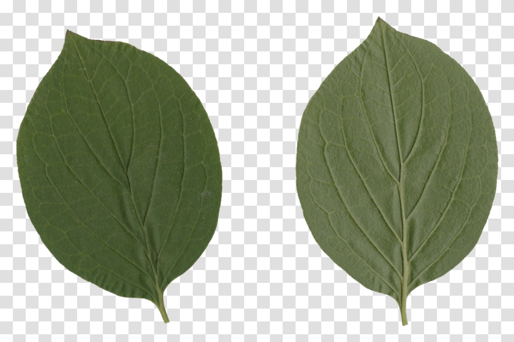 Nature Leaves Swamp Birch, Leaf, Plant, Veins, Annonaceae Transparent Png