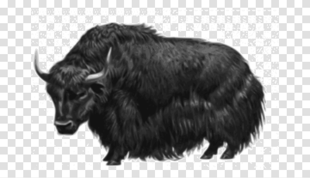 Nature, Mammal, Animal, Yak Transparent Png