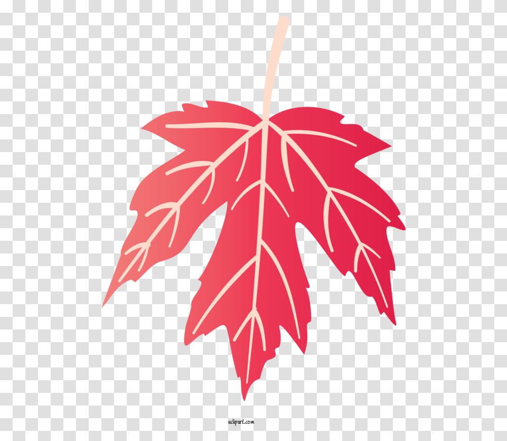 Nature Maple Leaf Symmetry For Lovely, Plant, Tree,  Transparent Png