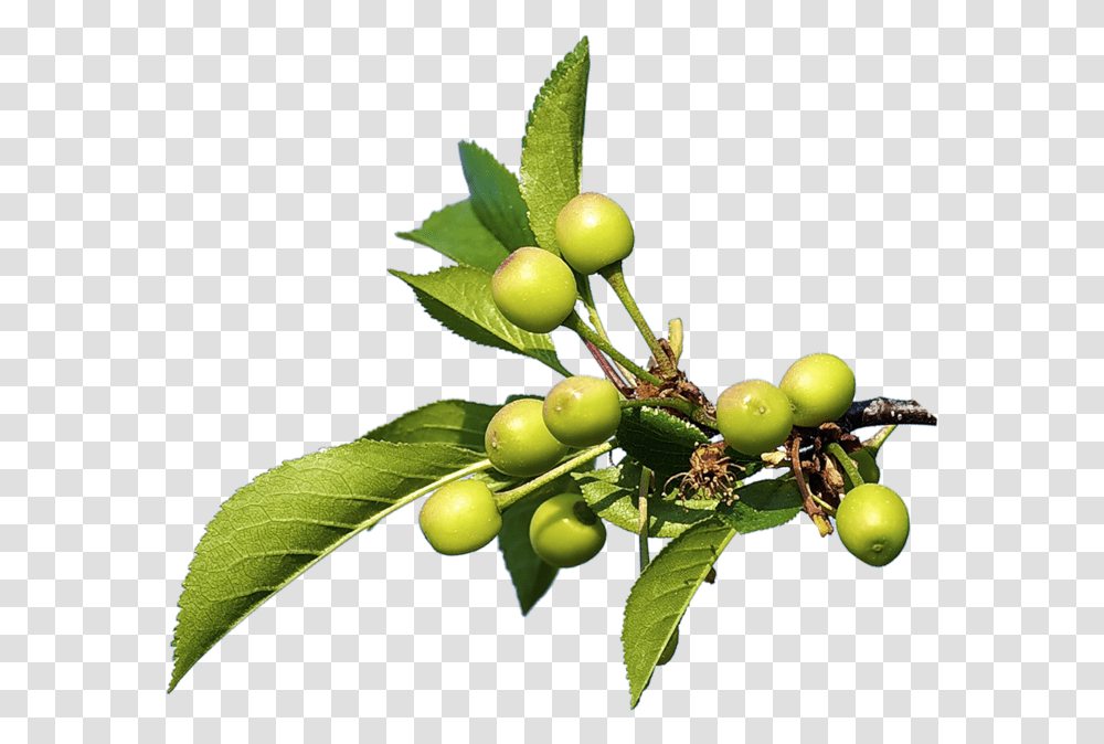 Nature Olive, Plant, Fruit, Food, Grapes Transparent Png
