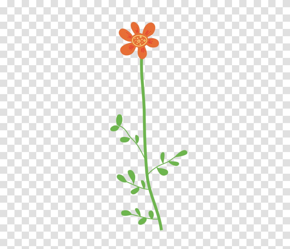 Nature, Plant, Acanthaceae, Flower Transparent Png