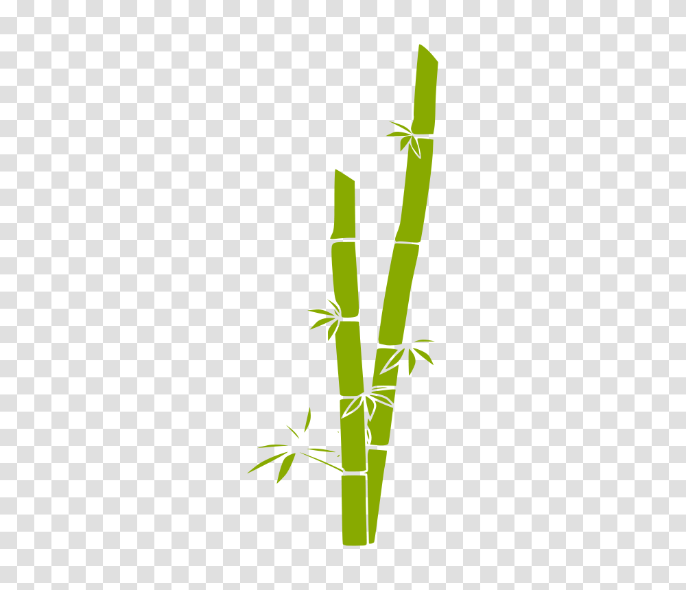 Nature, Plant, Bamboo Transparent Png