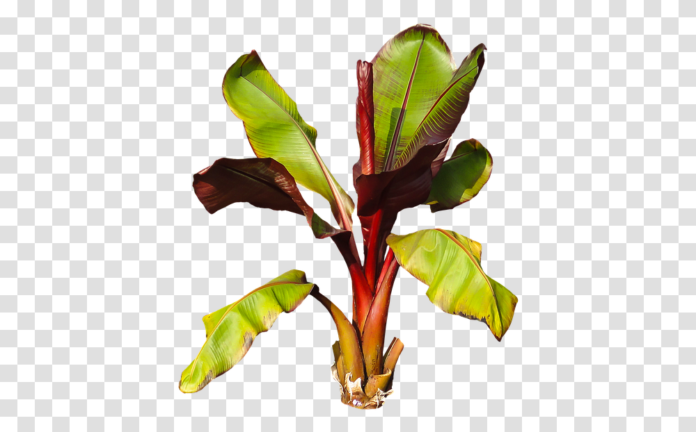 Nature Plant Banana Banana Shrub Leaves Perennial Platano Planta, Leaf, Veins, Petal, Flower Transparent Png