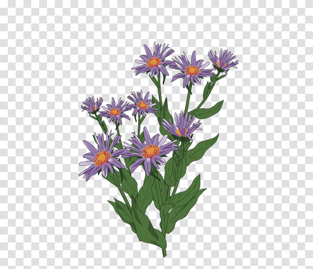 Nature, Plant, Flower, Blossom Transparent Png