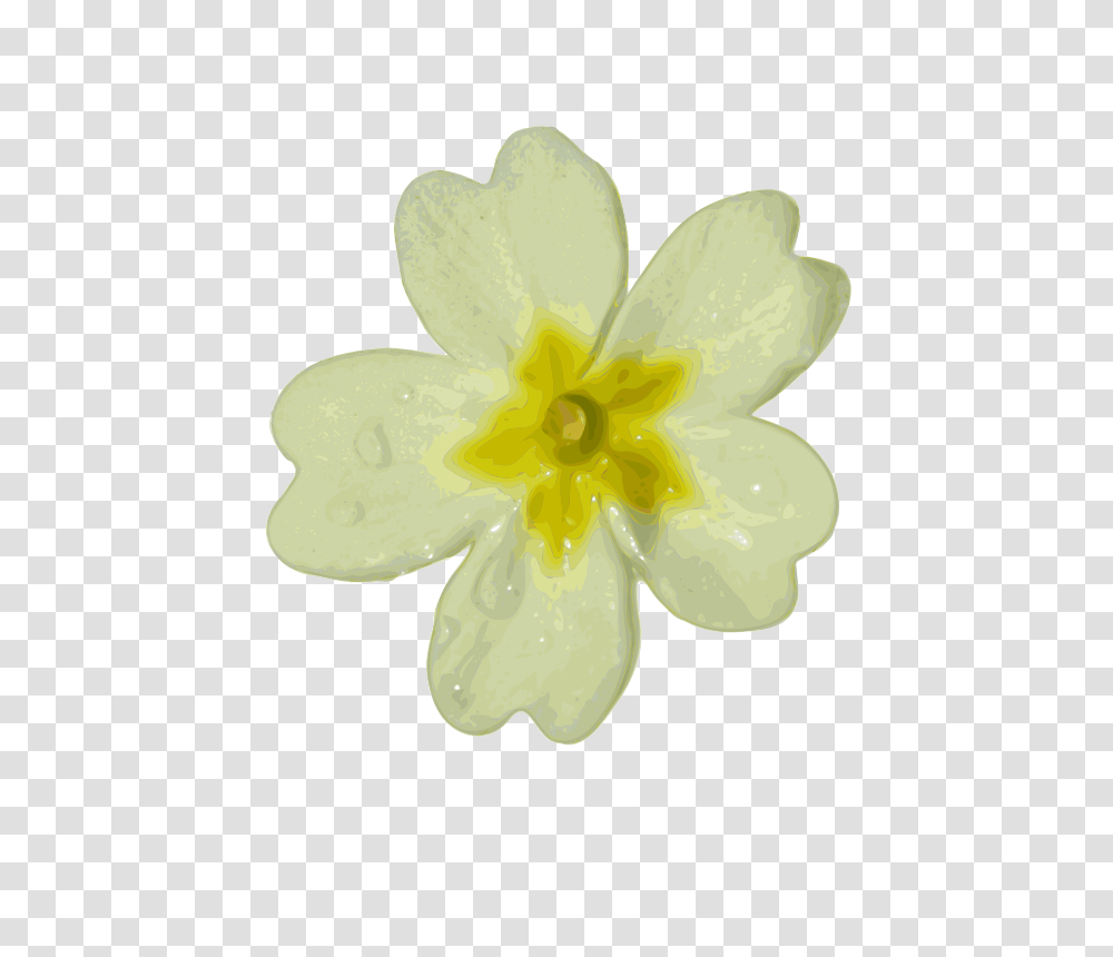 Nature, Plant, Flower, Blossom Transparent Png