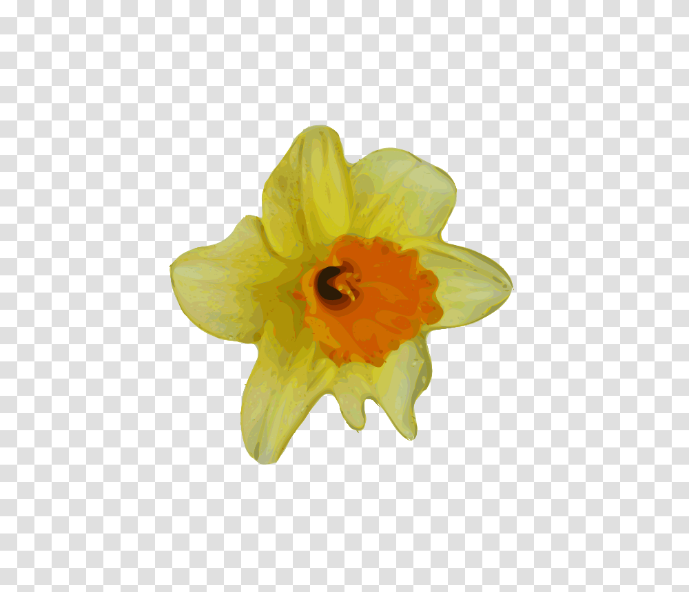 Nature, Plant, Flower, Blossom Transparent Png