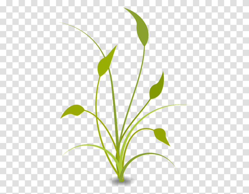 Nature Plant Free Flat Background Plant Clipart, Flower, Petal, Leaf, Tree Transparent Png
