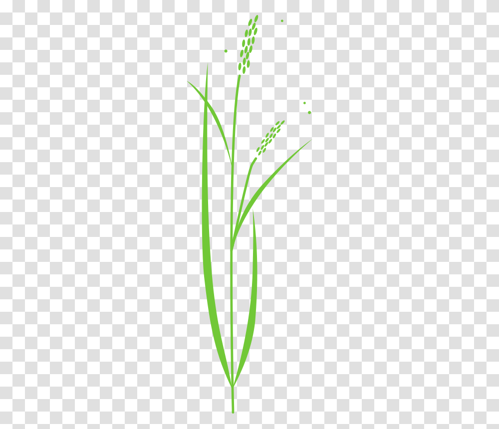 Nature, Plant, Grass, Flower Transparent Png