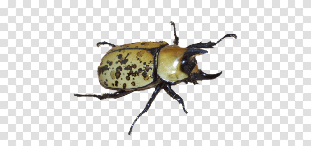 Nature Pngs Tumblr Beetle Aesthetic, Invertebrate, Animal, Insect, Dung Beetle Transparent Png