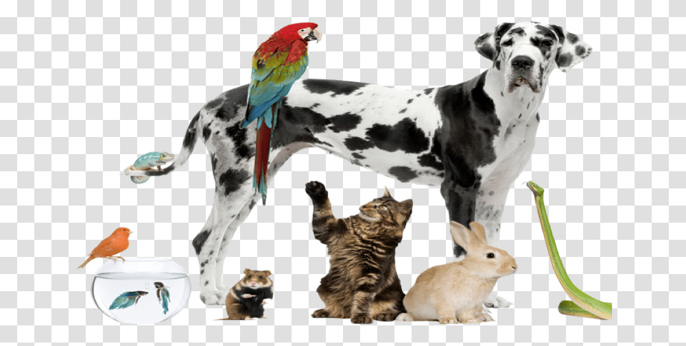 Nature Power In Animals As Pet Nice Pets, Cat, Mammal, Dog, Canine Transparent Png