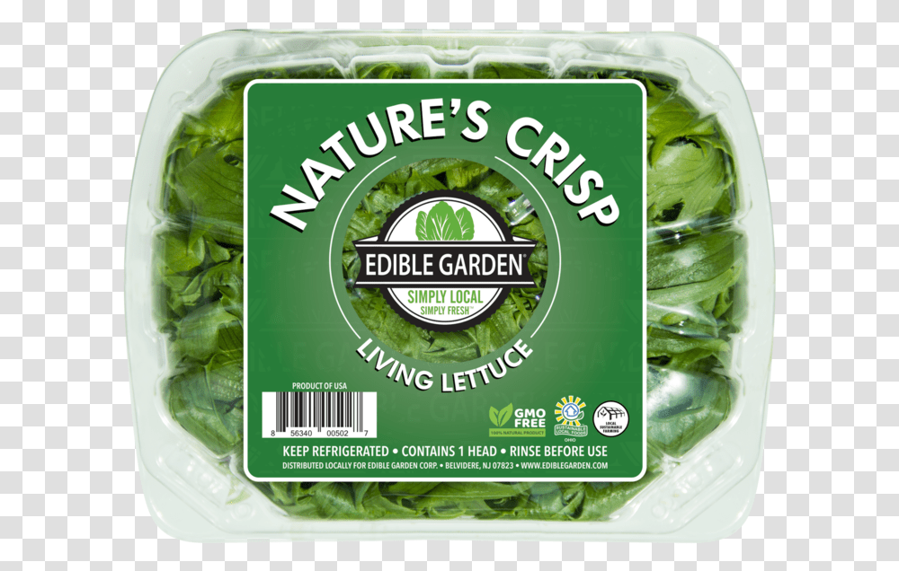 Nature's Crisp Living Lettuce Spinach, Plant, Vegetable, Food, Vase Transparent Png