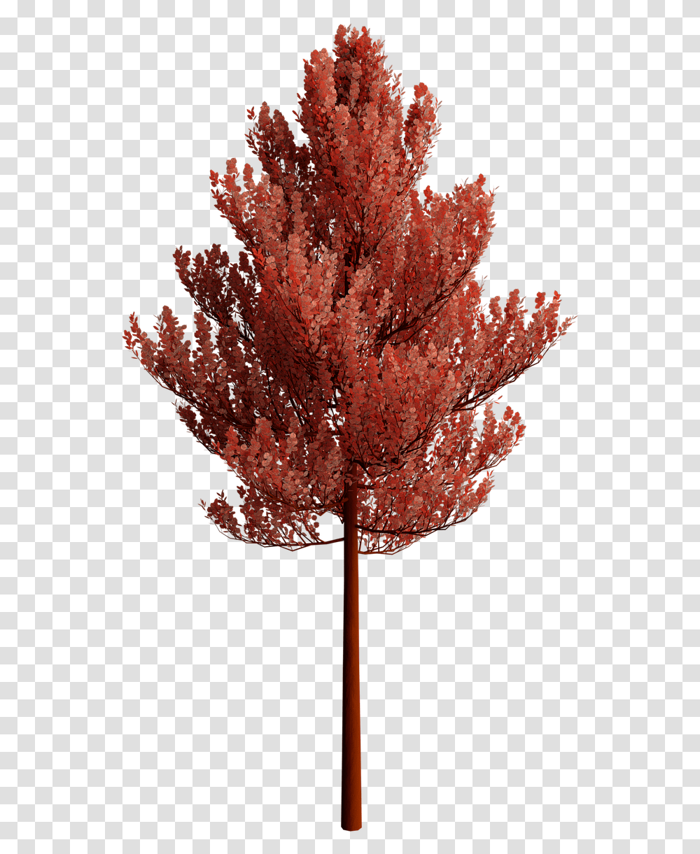 Nature Tree Arbol Fondo Transparente, Plant, Maple, Fungus, Leaf Transparent Png