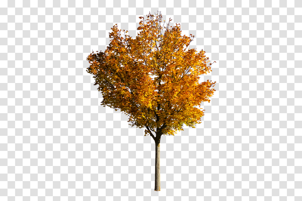 Nature Tree Autumn Leaves Fall Foliage Isolated Fall Tree Transparent Png