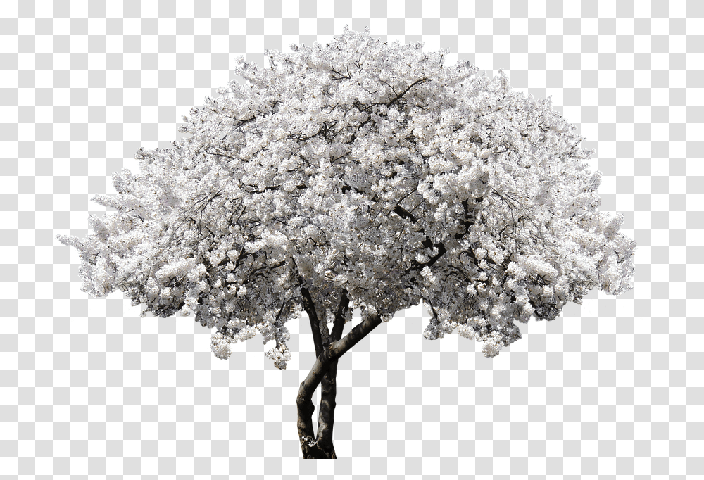 Nature Tree Blossom Bloom Cherry Blossom Spring White Cherry Blossom, Plant, Flower, Bush, Vegetation Transparent Png