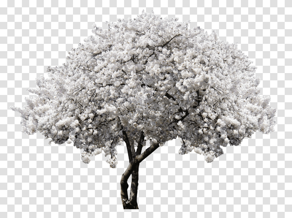 Nature Tree Blossom Bloom Cherry Blossomnature White Cherry Blossom, Plant, Flower, Outdoors, Bush Transparent Png