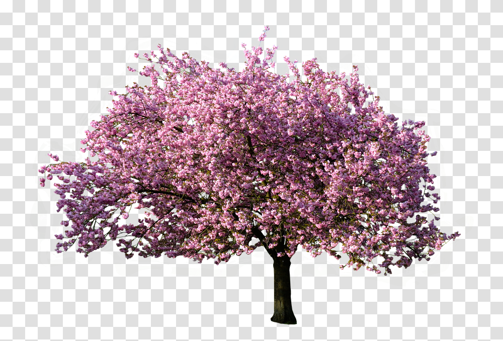 Nature Tree Magnolia Blossom Bloom Isolated Trees Without Background Hd, Plant, Flower, Lilac, Outdoors Transparent Png
