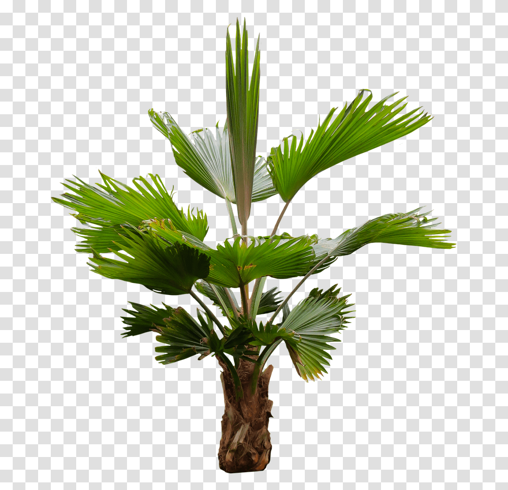 Nature Tree Palm Free Photo Fronda De Arboles, Plant, Palm Tree, Arecaceae, Leaf Transparent Png