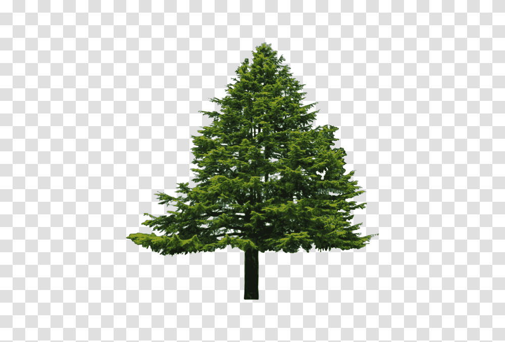 Nature, Tree, Plant, Fir Transparent Png