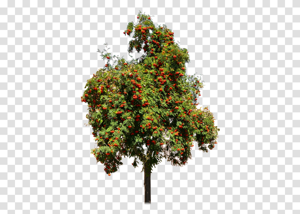 Nature Tree Rhus Fruit Tree, Plant, Bush, Vegetation, Potted Plant Transparent Png