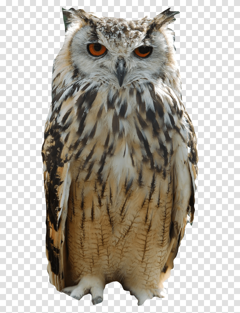 Naturebuho Freetoedit Owl Indian, Bird, Animal, Buzzard, Hawk Transparent Png