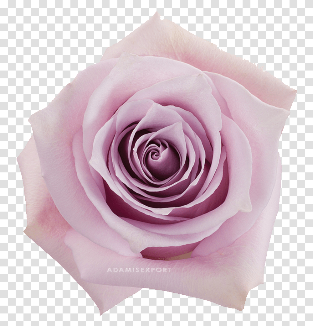 Nautica Rose, Flower, Plant, Blossom, Petal Transparent Png