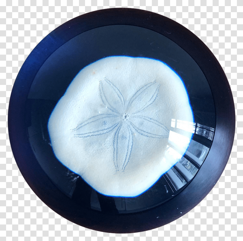 Nautical Handcrafted Sand Dollar Paperweight Sand Dollar, Pottery, Frisbee, Toy Transparent Png