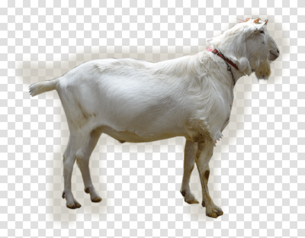 Navas Goat, Mammal, Animal, Dog, Pet Transparent Png