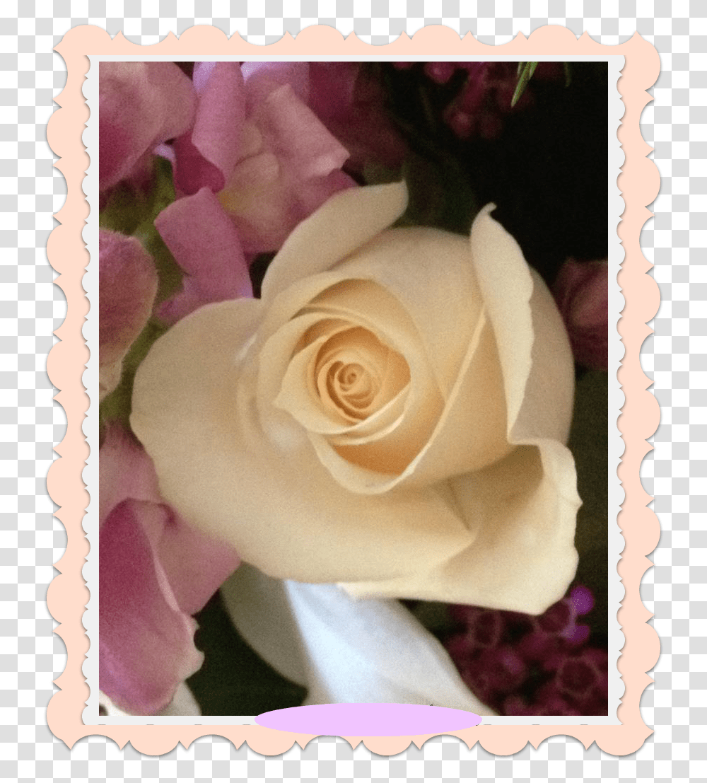 Navegacin De Entradas Floribunda, Plant, Flower, Blossom, Rose Transparent Png
