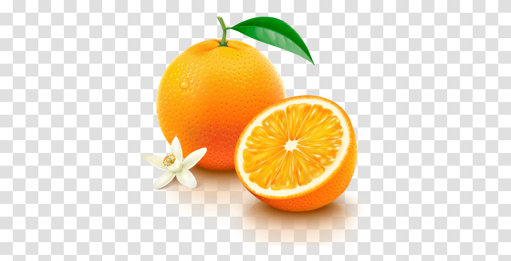 Navel Oranges Orange Vitamin C, Plant, Citrus Fruit, Food, Lemon Transparent Png