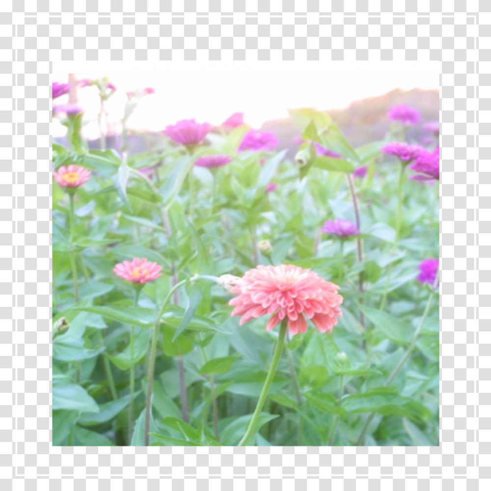 Navigation Common Zinnia, Dahlia, Flower, Plant, Blossom Transparent Png