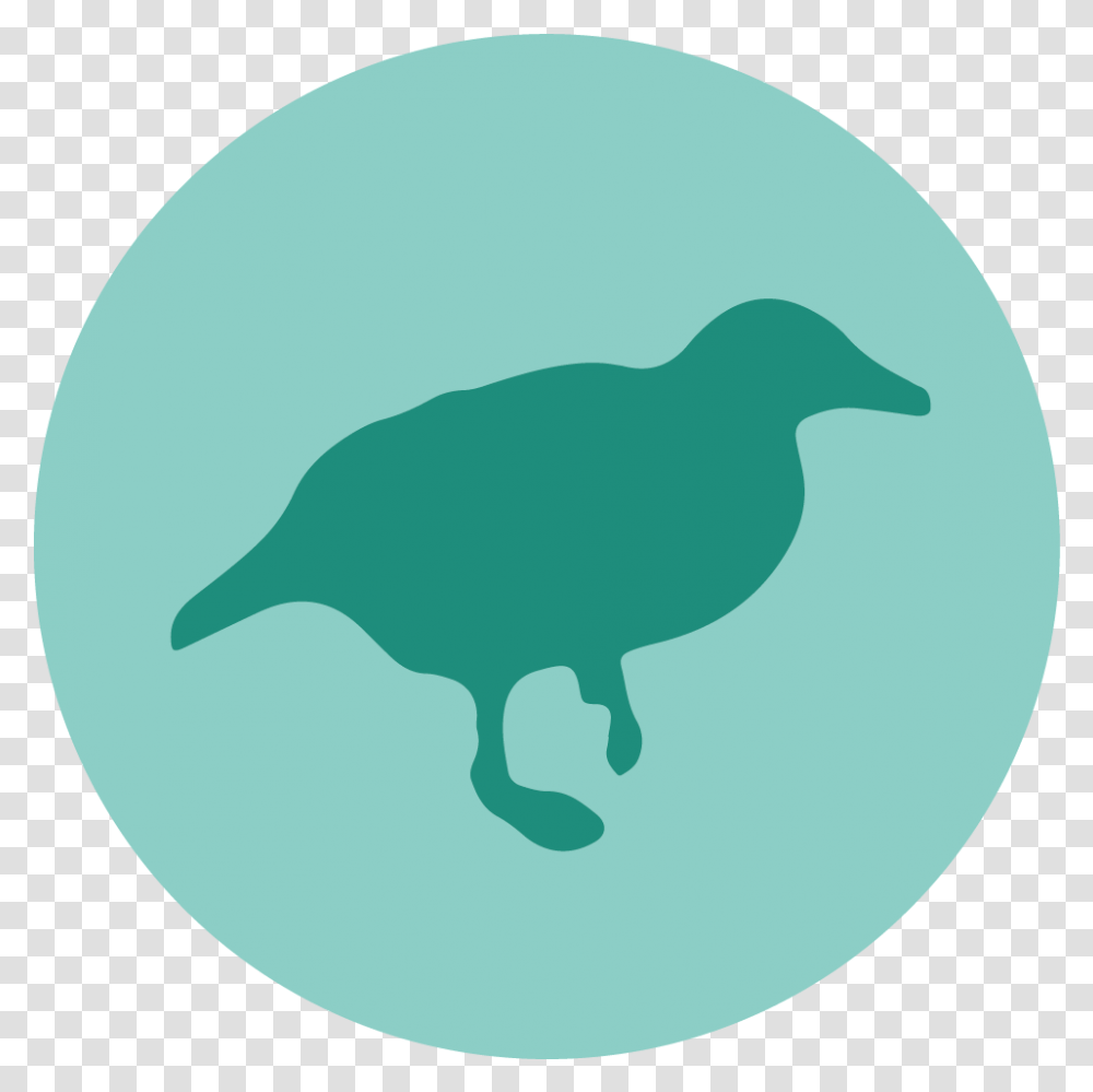 Nctu Data Weka Icon, Animal, Bird, Kiwi Bird Transparent Png
