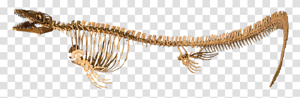 Necklace, Skeleton, Animal, Dinosaur, Reptile Transparent Png